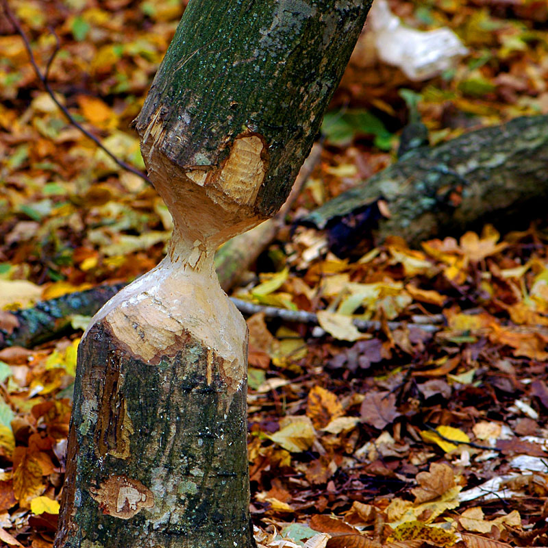 04_Bory Tucholskie.jpg